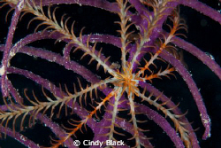 Night Dive taken with Nikon D200 using Nikon Macro 105 at... by Cindy Black 